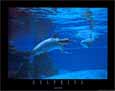Underwater Dolphins