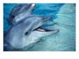 Bottlenosed Dolphins