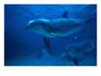 Group of Bottlenosed Dolphins