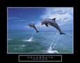 Celebrate - Dolphins